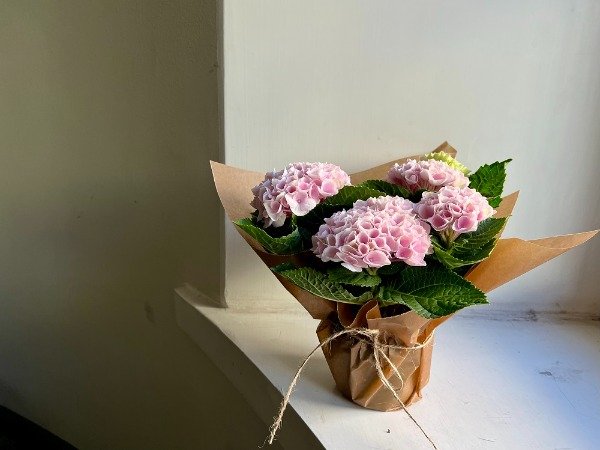 Hortensia 
